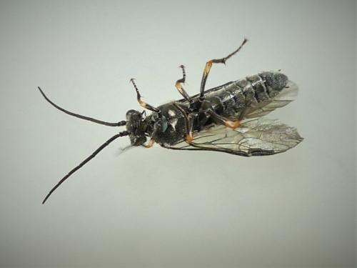 Réf. 278 379 : Dolerus puncticollis